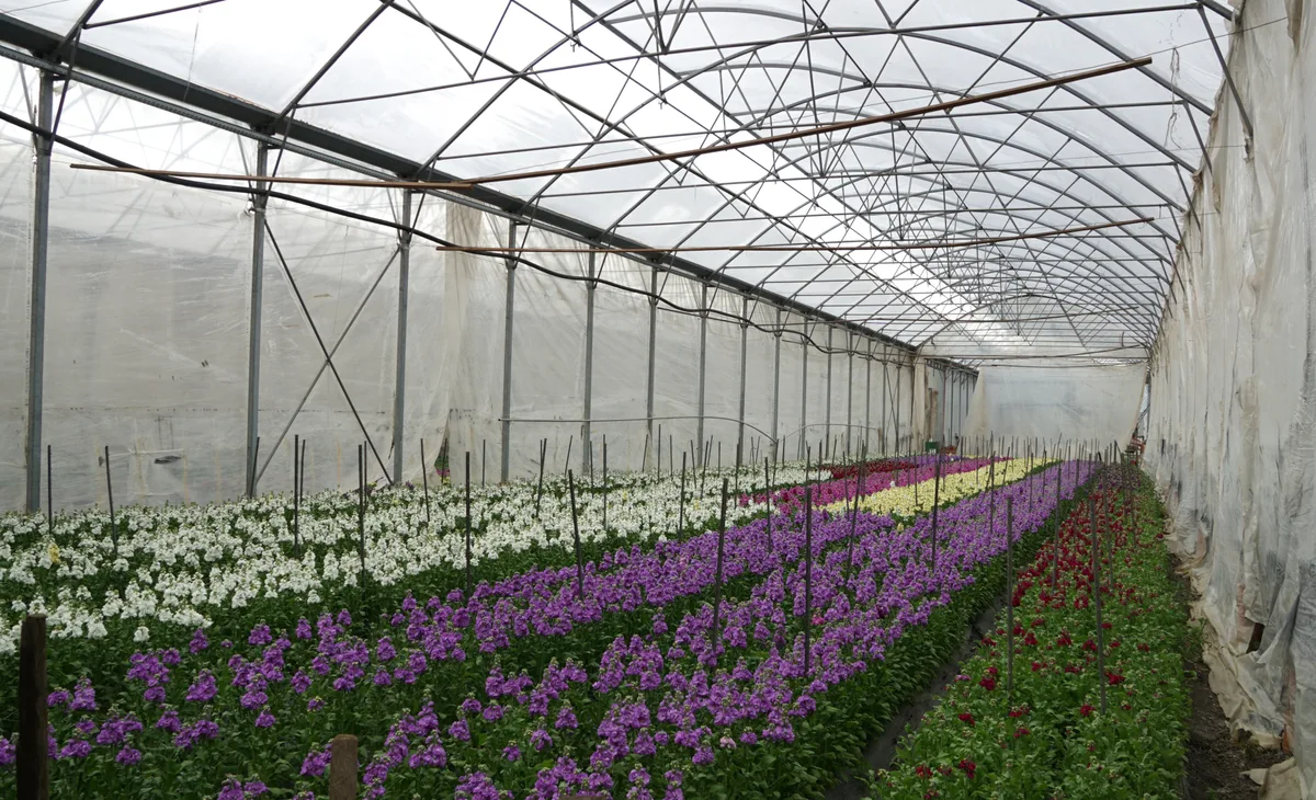 Blumen in einem Treibhaus.